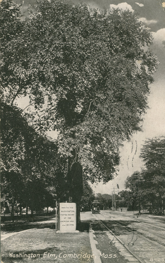 Vintage Postcard: Washington Elm in Cambridge Showing Trolley